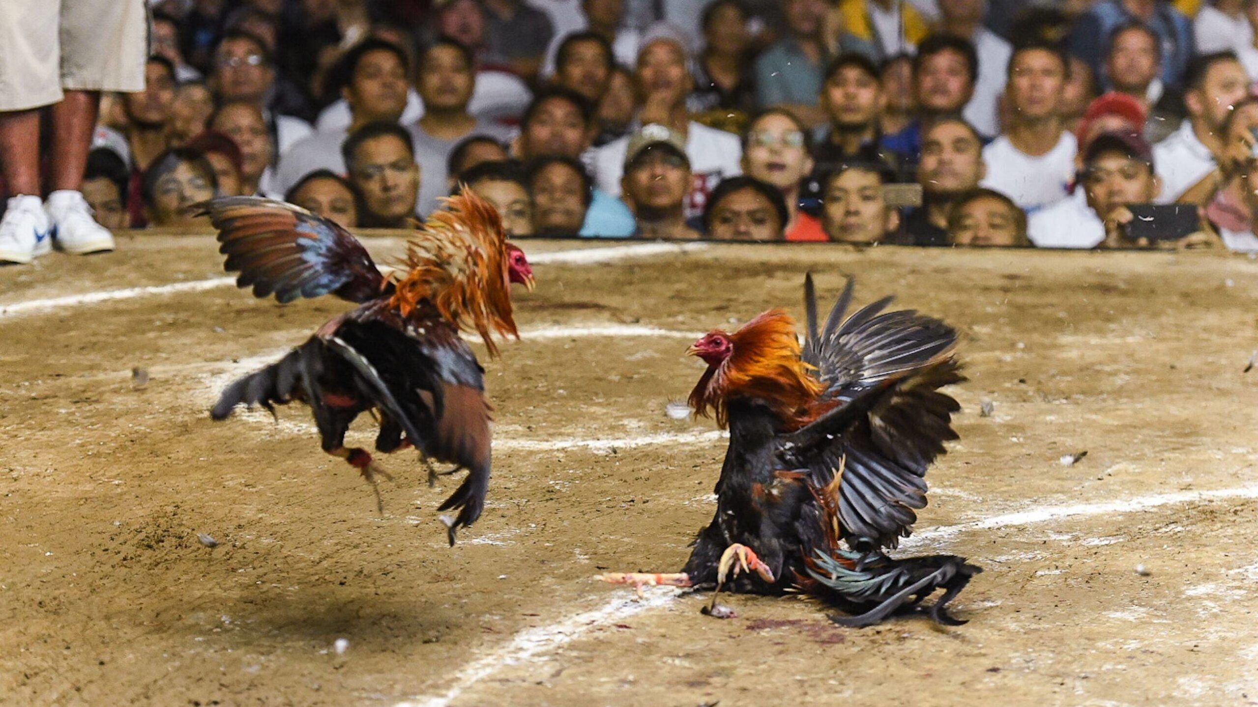 Traditional sabong Philippines cockfighting match with roosters in an arena, highlighting cultural heritage and local spectators.